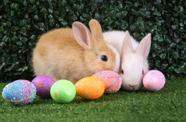 Coelhos com Ovos de Páscoa